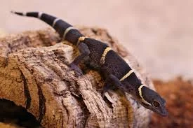 Chinese Cave Gecko