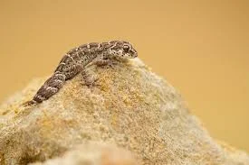 Viper Gecko