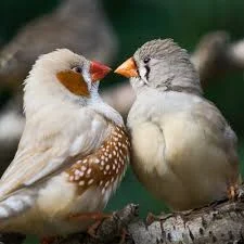 Zebra Finch