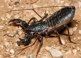 What Is a Vinegaroon? 