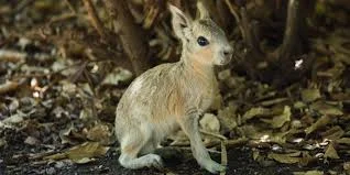 Patagonian maras