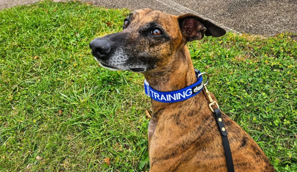 Best Dog Training Collars for Obedience & Behavior Control