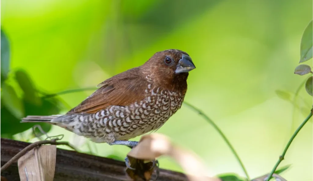 Society Finch Care Guide: Diet, Cage & Tips