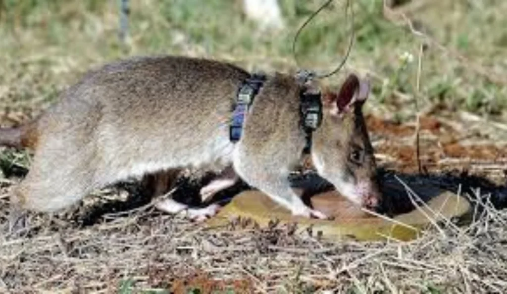 African Pouched Rat Care: Diet, Lifespan, Behavior & Habitat