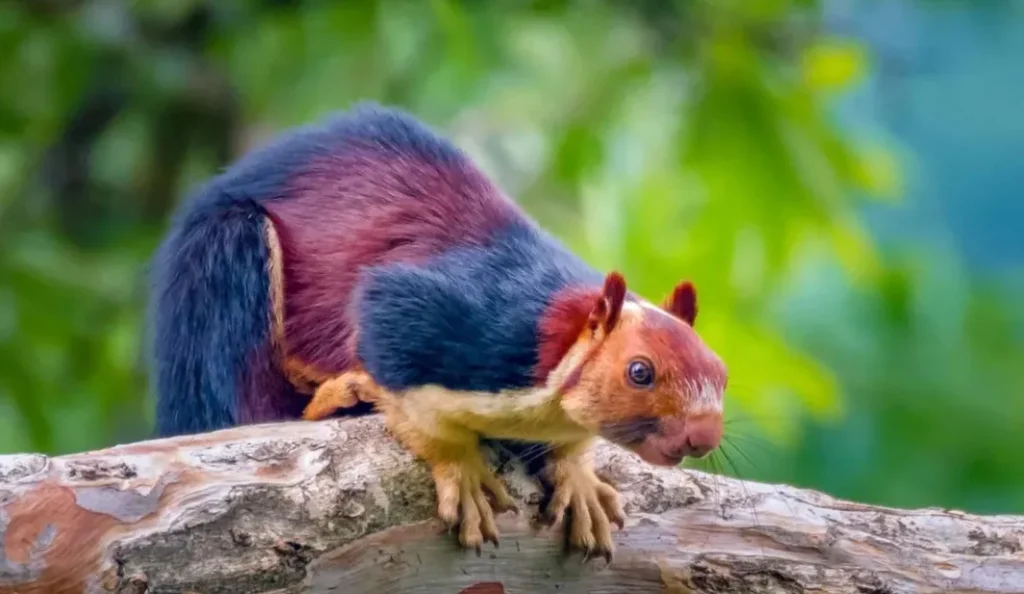 Indian Giant Squirrel Guide: Habitat, Food, Size & Lifespan