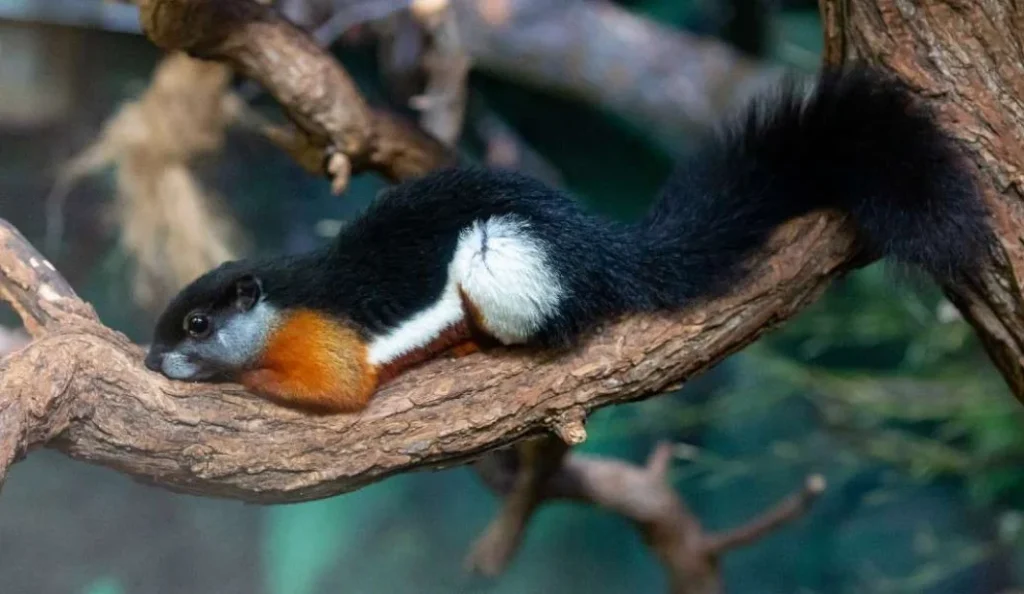Prevost Squirrel: Lifespan, Diet, Habitat, Pet Care & Facts