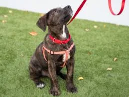Dog Training Collars