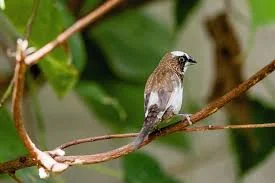 Society Finch