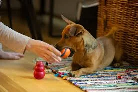 Interactive Dog Toys