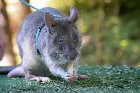 African Pouched Rat