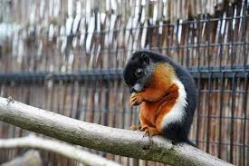 Prevost Squirrel