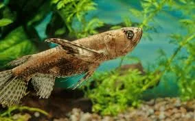 African Butterfly Fish