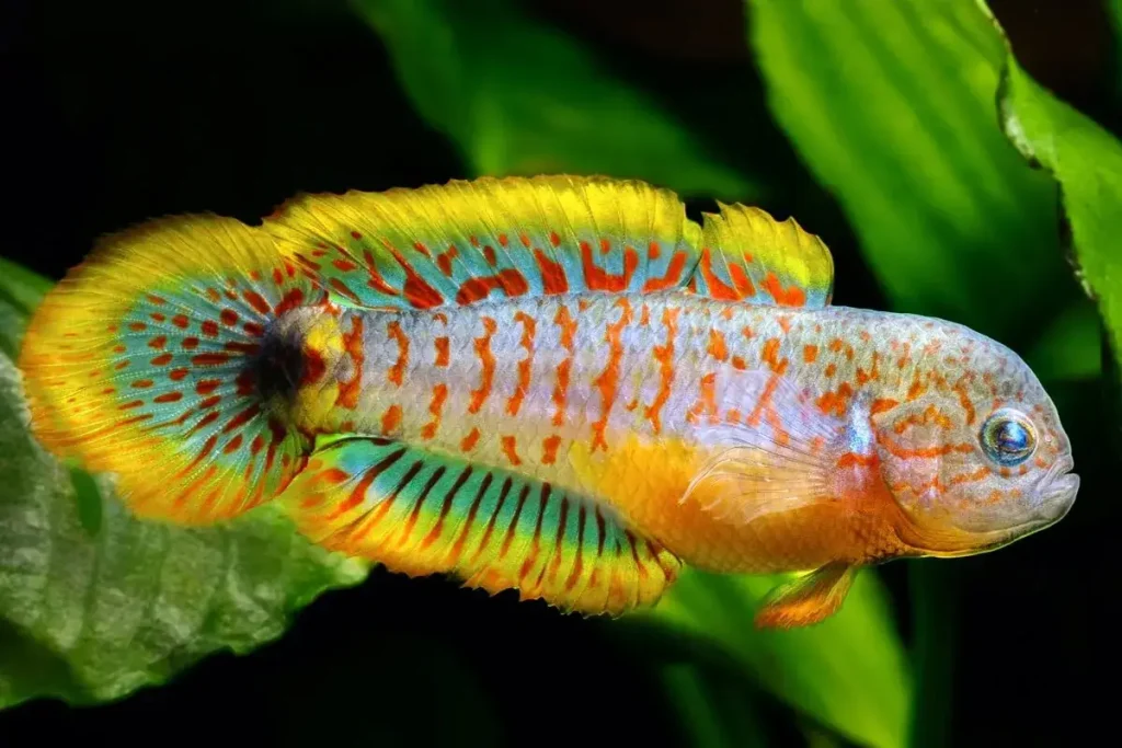 Peacock Gudgeon