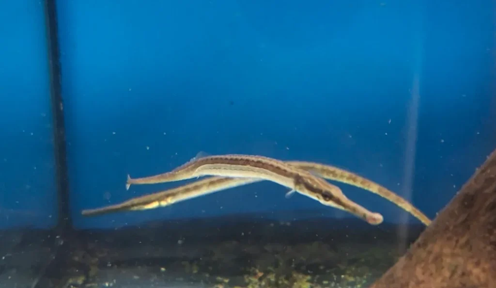 Freshwater Pipefish Care Guide: Diet, Tank Setup & Tips