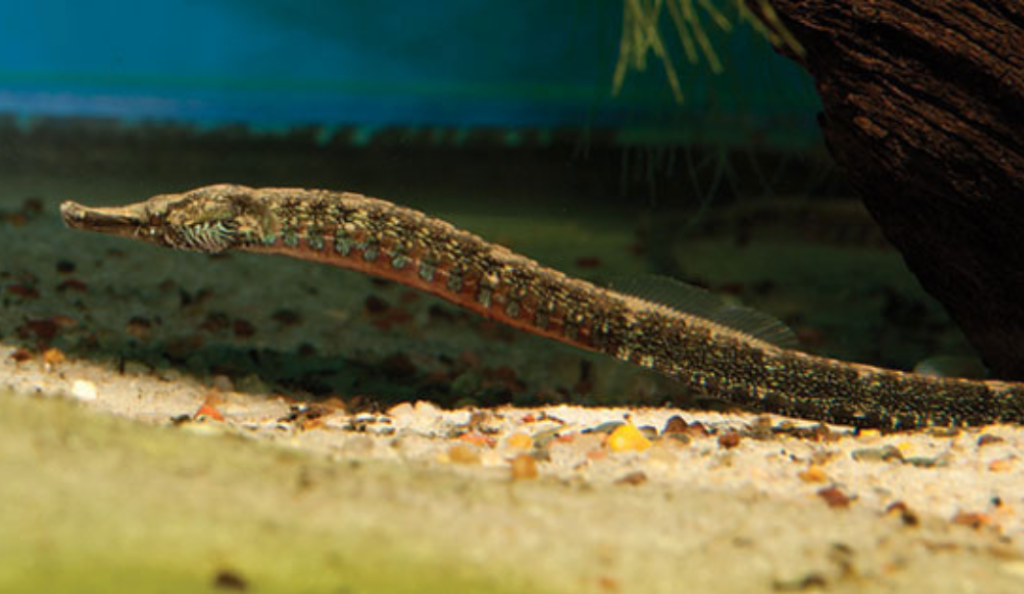 Freshwater Pipefish