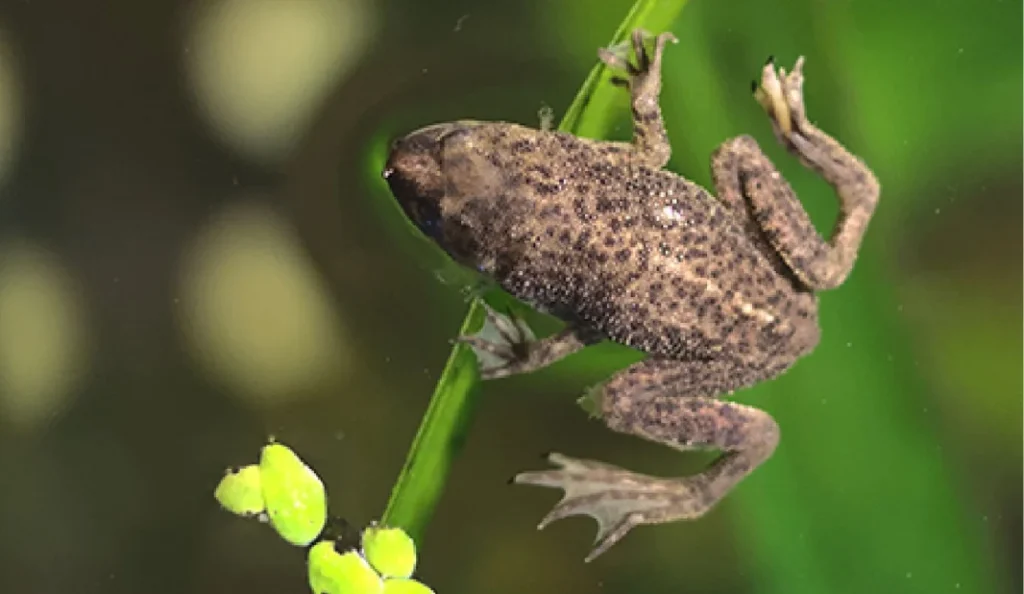 African Dwarf Frog Care Guide, Diet, Tank & Lifespan