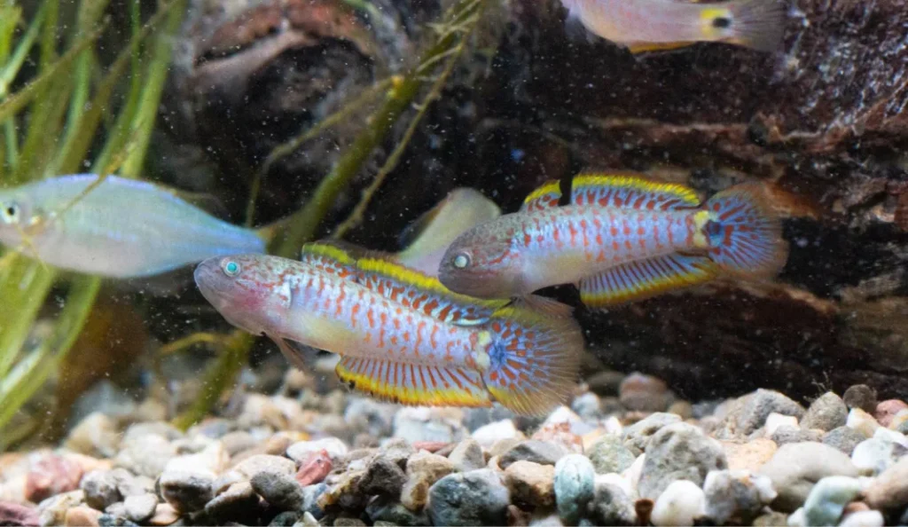 Peacock Gudgeon Care Guide, Tank Setup & Breeding