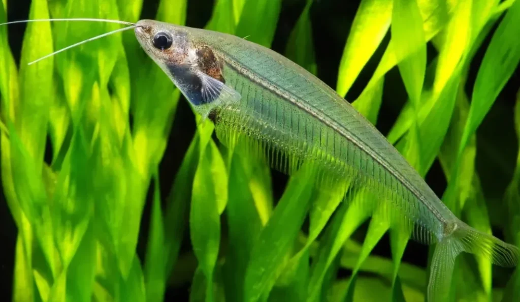 Glass Catfish Care Guide: Beginner-Friendly Aquarium Guide