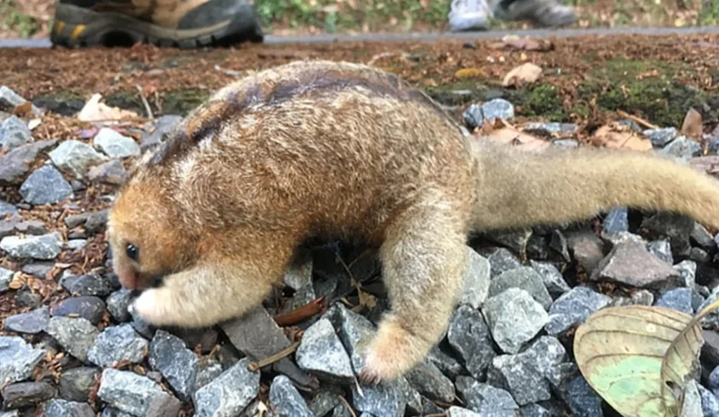 Silky Anteater Care Guide: Diet, Habitat & Lifespan