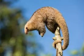 Silky Anteater