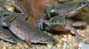 African Dwarf Frog