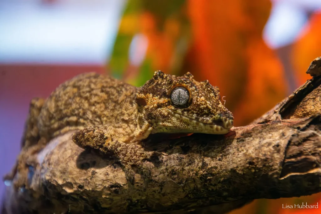 Gargoyle Gecko
