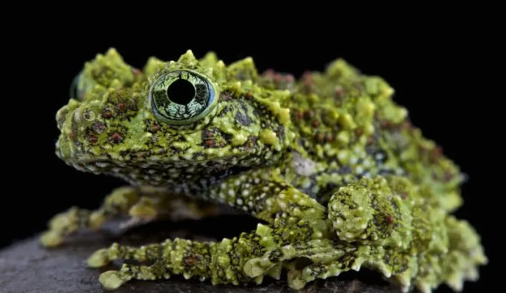 Vietnamese Mossy Frog Care Guide for Beginners