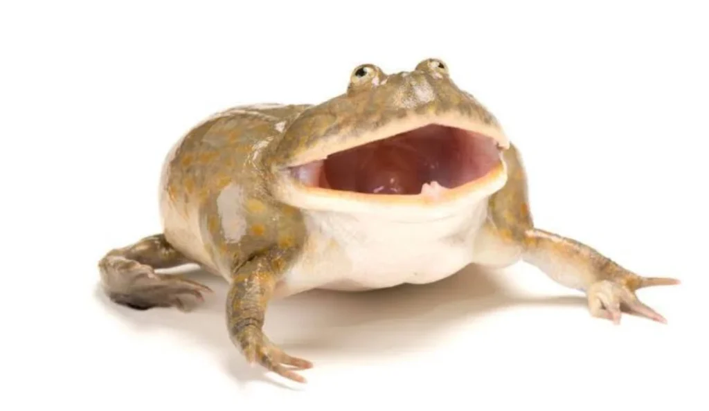 All About Budgett's Frog — Everything Beginners Need to Know