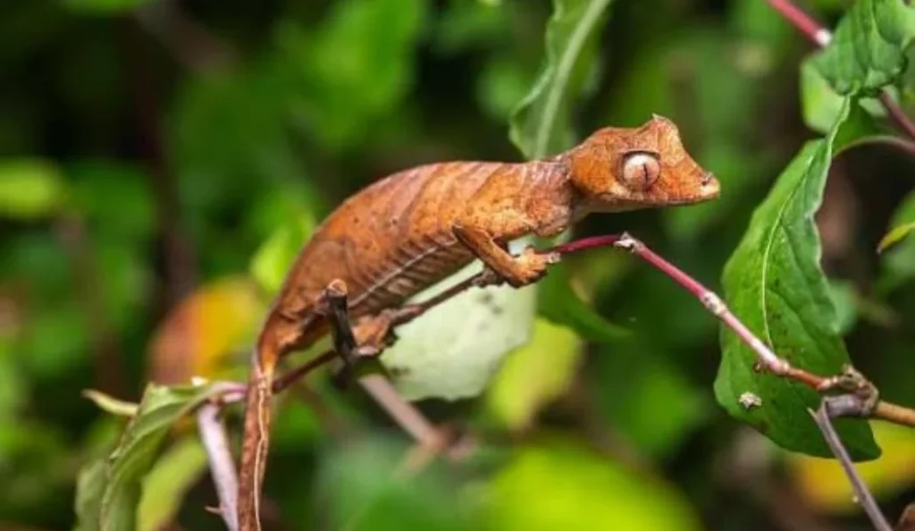 Satanic Leaf-Tailed Gecko Origin and History