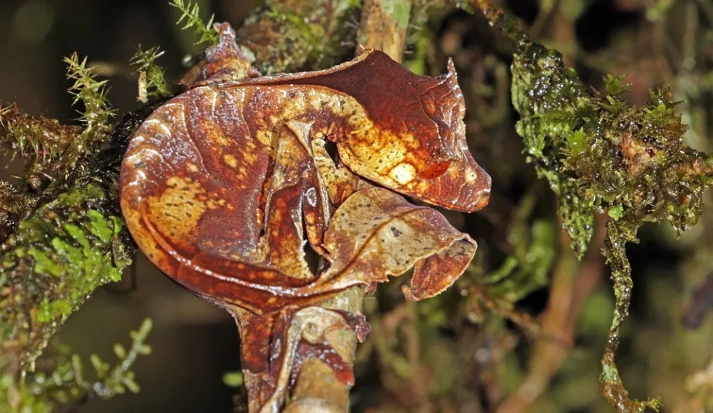 Satanic Leaf-Tailed Gecko