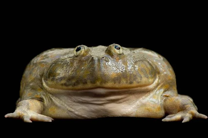 Budgett's Frog