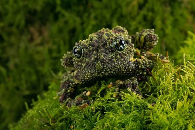 Vietnamese Mossy Frog