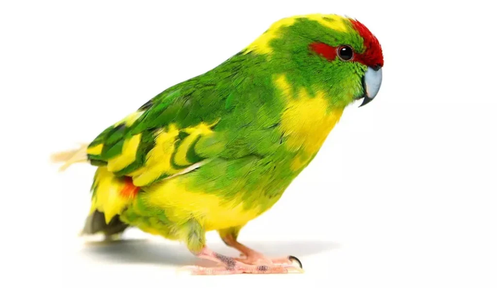 Kakariki Parrot Care Guide Diet, Cage, Lifespan & Tips