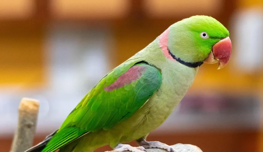 Alexandrine Parakeet Care Guide Diet, Cage, Lifespan & Tips