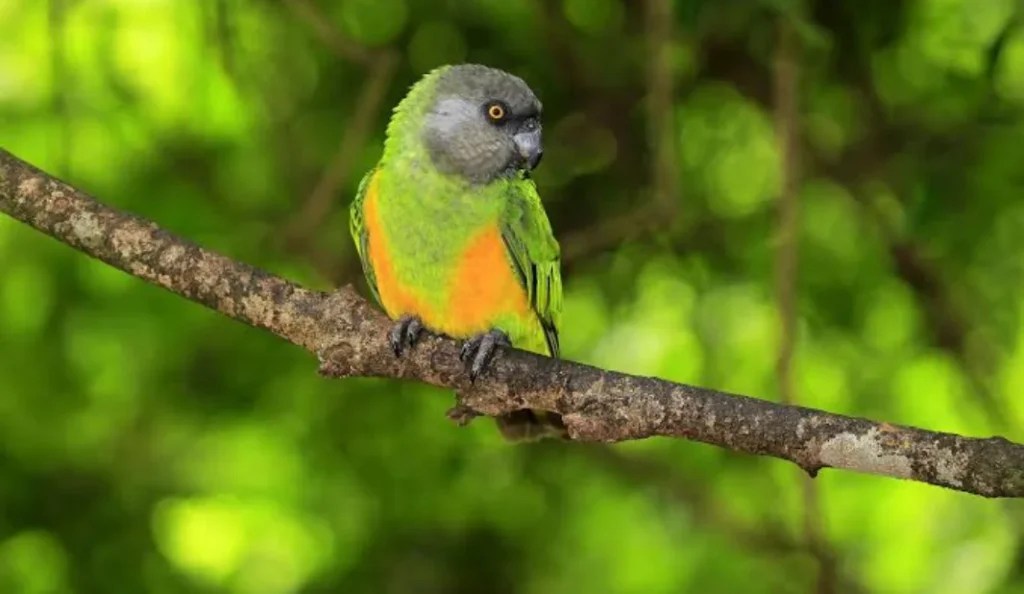 Senegal Parrot Care Guide Diet, Lifespan, Cage & Behavior