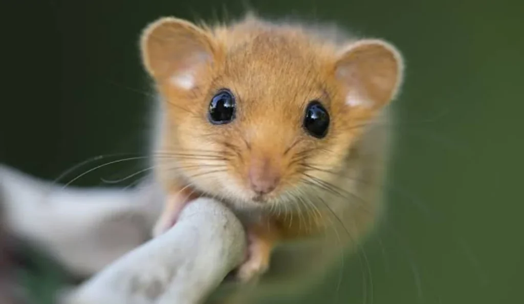 African Dormouse Care Guide: Diet, Lifespan & Pet Tips