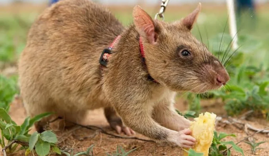 Gambian Pouched Rat Care Guide Diet, Size, Lifespan & Facts