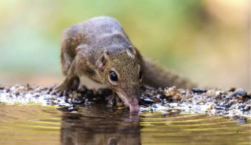 Tree Shrew Care Guide Diet, Habitat, Lifespan & Pet Facts
