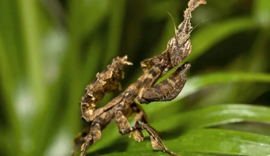 Ghost Mantis Care Guide Diet, Habitat, Lifespan & Pet Tips