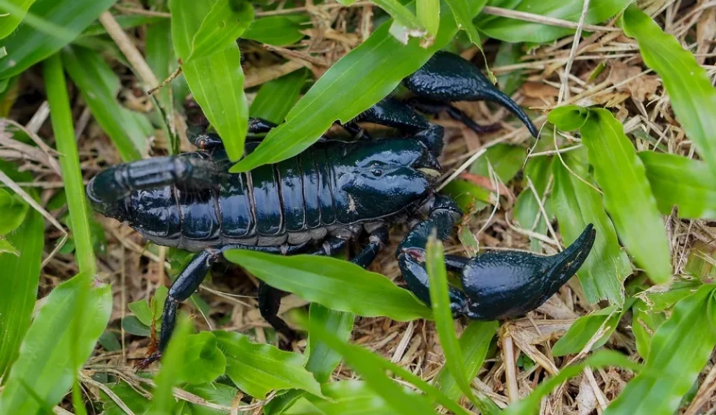 Asian Forest Scorpion Care Guide Diet, Habitat, Lifespan & Tips