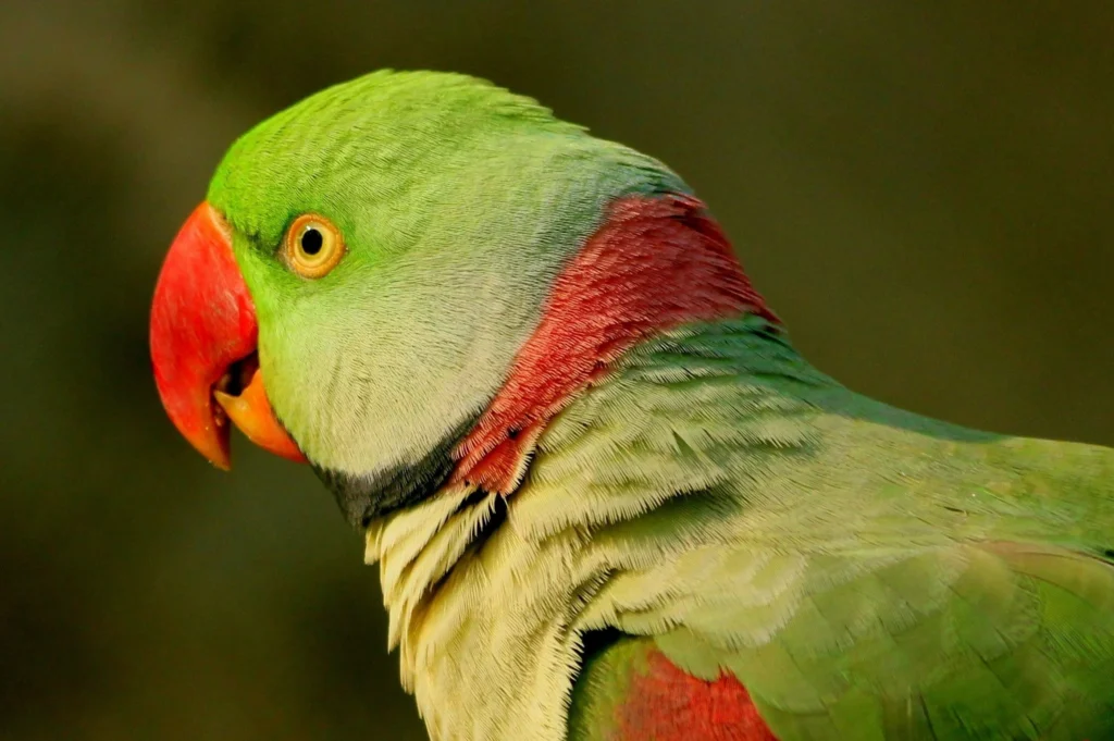Alexandrine Parakeet