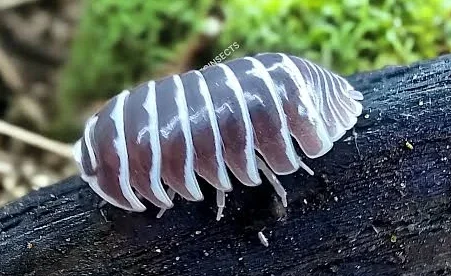 Zebra Isopod