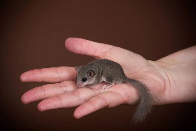 African dormouse