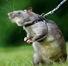 Gambian Pouched Rat