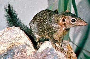 Tree Shrew