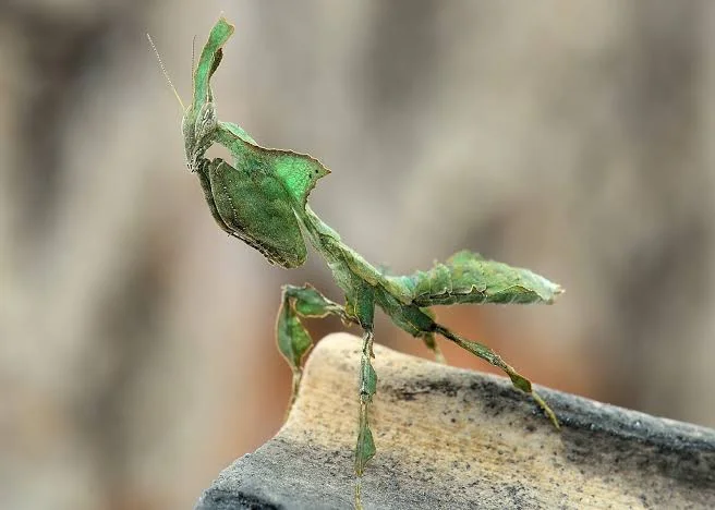 Ghost Mantis
