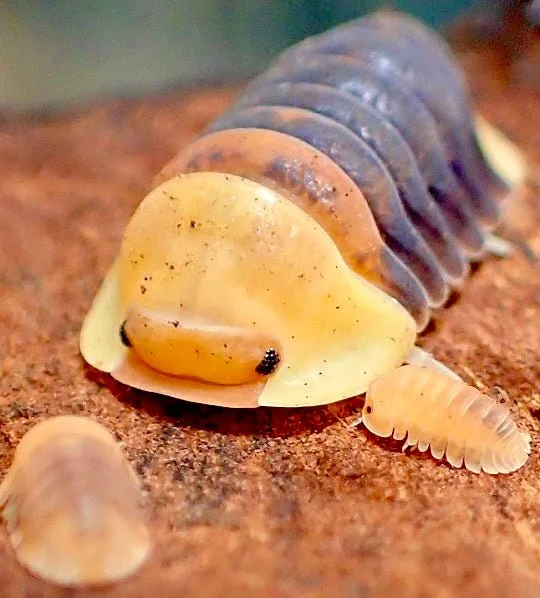 Rubber Ducky Isopod