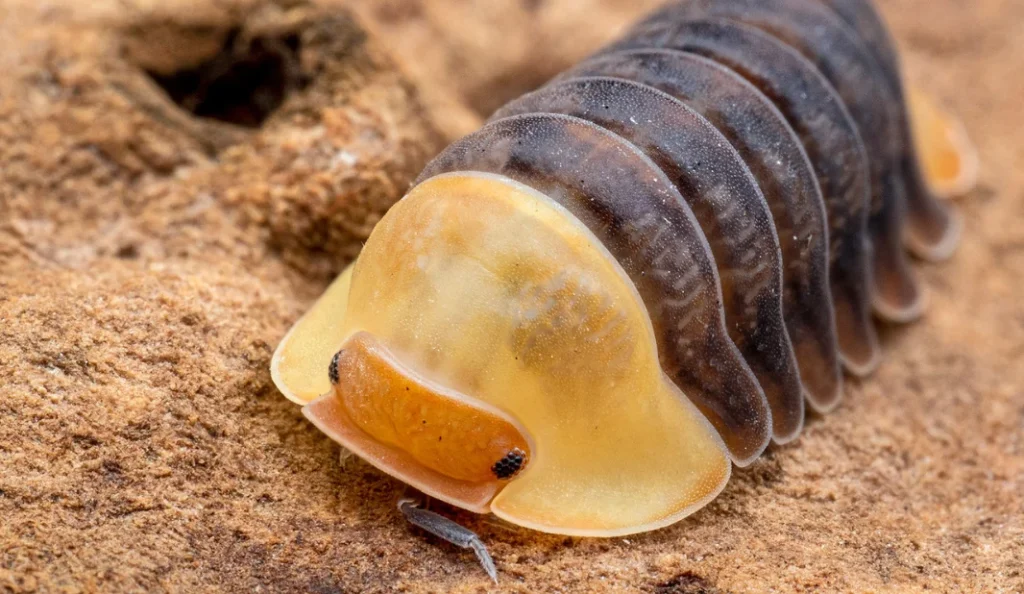 Rubber Ducky Isopod Care Guide Diet, Habitat, Lifespan & Tips