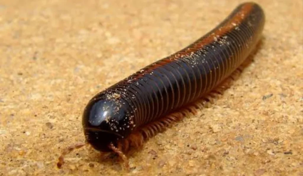 Giant Millipede Care Guide Diet, Habitat, Lifespan & Pet Tips