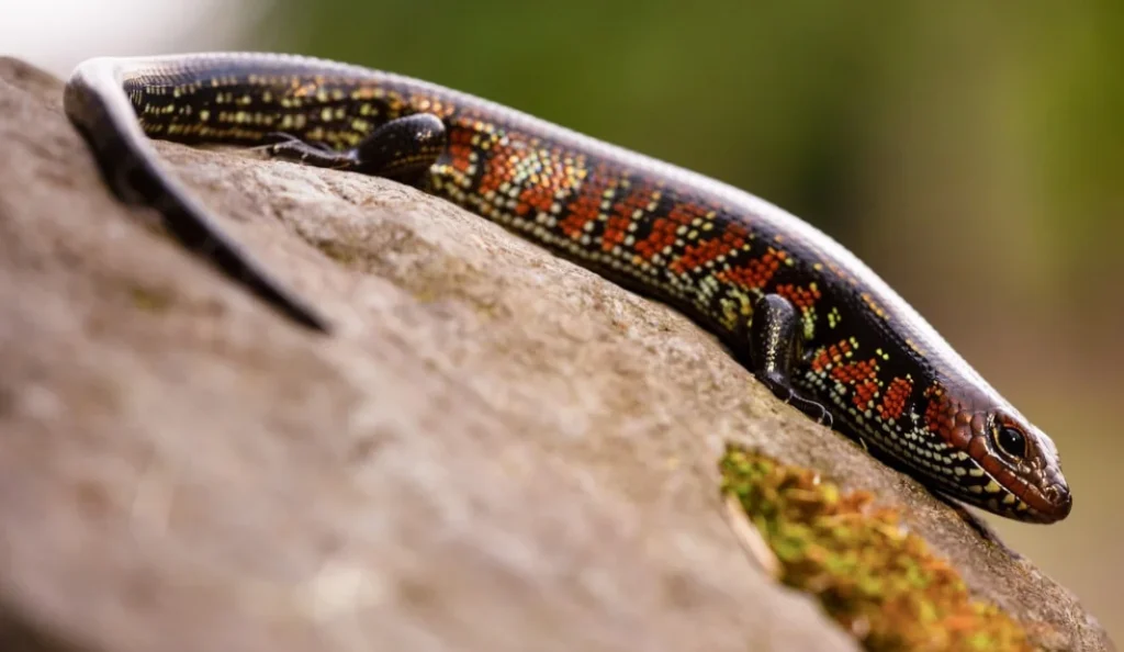 Fire Skink Care Guide Diet Habitat Lifespan and More